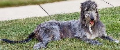 Irish Wolfhound